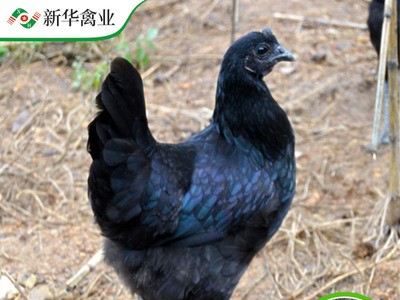 安徽四川云南重慶廣州貴州母雞土雞苗批發 免費提供養殖技術