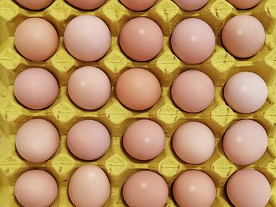 農家谷物散養土雞蛋360枚整箱批發 新鮮草雞蛋農產品農場現貨直發