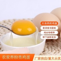 專業供應鮮雞蛋 農家土雞蛋鮮雞蛋 粉殼蛋 洋雞蛋批發量大價優