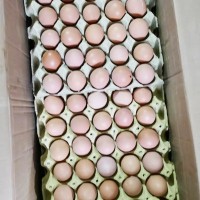 大量供應白殼雞蛋批發自家喂養好吃美味量大價優