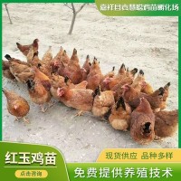 養雞場批發零售紅玉母雞雞苗 九斤紅玉雞苗 散養紅玉母雞