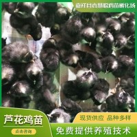 山東雞苗養殖場銷售蘆花雞苗 出殼脫溫散養五黑綠殼蛋雞 蘆花雞苗