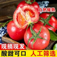 攀枝花紗瓤西紅柿 番茄新鮮水果粉果西紅柿 新鮮蔬菜支持一件代發