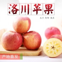 2021產地貨源 【洛川紅富士蘋果】大果新鮮水果應季水果批發一件