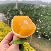 愛媛38號橙果凍橙8斤裝套袋果橙子四川新鮮水果直發橘子一件代發