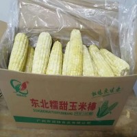 黑龍江玉米棒（白玉米棒） 特價廠家批發----特色小吃 鮮玉米棒