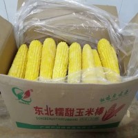 【廠家直銷】黃糯玉米棒 點心冷凍食品東北黃糯玉米棒速凍玉米棒