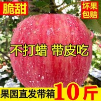 新鮮寒富紅富士蘋果水果脆甜當季水果生鮮大果整箱產地直發