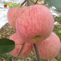 煙臺紅富士蘋果 水果新鮮 脆甜5斤高山大蘋果條紋好新鮮蘋果批發