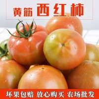 康然水果生鮮批發代發黃筋西紅柿番茄洋柿子生吃西紅柿5斤
