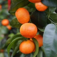 有機砂糖桔廣西沙糖桔橘子新鮮無籽蜜橘批發出口基地洗果場直供價格面議