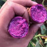 【新鮮現挖】沙地紫羅蘭紫薯板栗紅薯糯甜地瓜蜜薯非六鰲產地直發