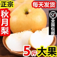 廠家批發秋月梨禮盒脆甜羊脂冰糖萊陽梨5斤非豐水黃梨批發代發