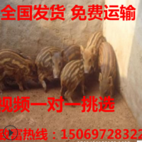藏香豬20-40斤豬苗價格 藏香豬幼崽 散養藏香豬 藏香豬養殖基地