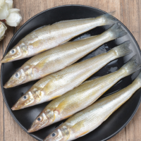 批發零售新鮮冷凍沙丁魚 深海沙尖魚梭子魚 3斤裝 包郵代發