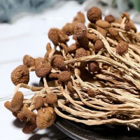 廣東OEM定制小包茶樹菇剪腳100克菌菇類價格面議