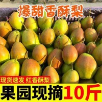 紅香酥梨梨子新鮮水果當季整箱香梨包郵應季10斤青雪酥梨現季5
