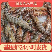 鮮活基圍蝦海鮮水產青蝦白基圍蝦活體魚烤魚飯店餐廳商用