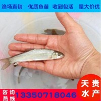 漁場批發 冷水 淡水魚苗 細鱗魚 雅魚苗 9.10公分 裂腹魚 魚苗