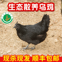 現貨供應龍游農家散養母雞現殺新鮮生雞肉山林烏雞廠家供應
