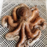 大章魚鮮活 活凍大八爪魚 章魚 八帶魚章魚刺身壽司燒烤材料