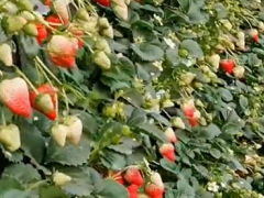 #草莓苗 #農業種植 #草莓苗出售